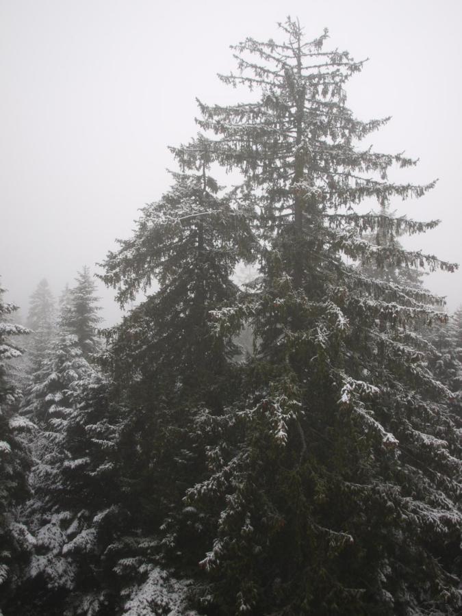 Borovets Forest View Esterno foto